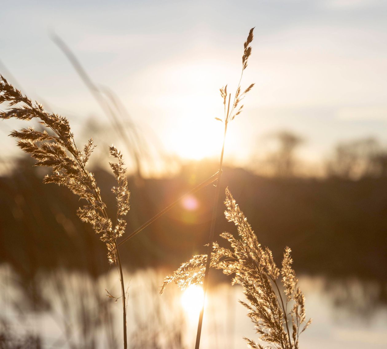 wheat against a sunset